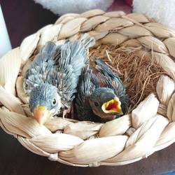 元気に口開けて餌ちょうだい