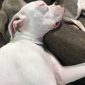 ボクサー1歳。
