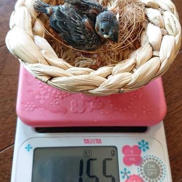 きーすけもっと大きくなってね。