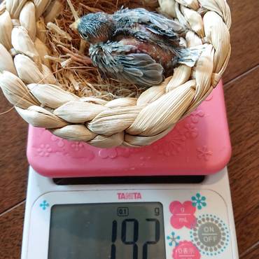 みーすけあと少しで20gだよ。