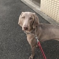 ワイマラナー1歳