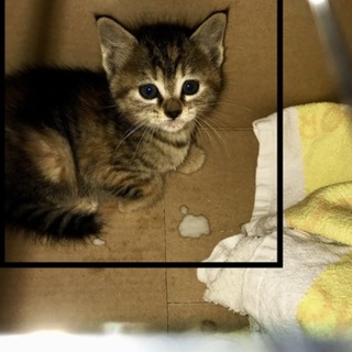 【現在交渉中です】生後約1ヶ月くらいの子猫