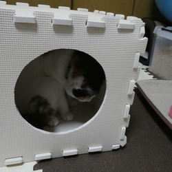 これは何かな？