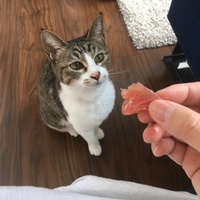 藤野 モン