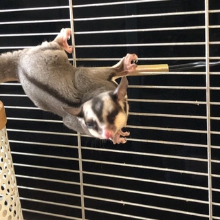 里親募集！フクロモモンガ 6ヶ月 オス