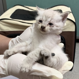 子猫4兄妹 小さな女の子