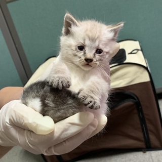 子猫4兄妹 まん丸女の子
