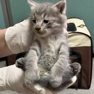 子猫4兄妹 グレーキジの鍵猫男の子