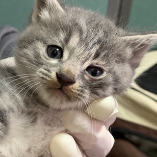 子猫4兄妹 少し鍵猫おめめパッチリイケメンくん