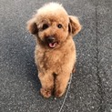 トイプードルのいっちゃん。