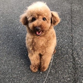 トイプードルのいっちゃん。