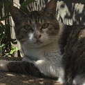 ★避妊去勢済み★身寄りのない猫ちゃん里親募集