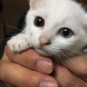 ありがとうございます。てんちゃん
