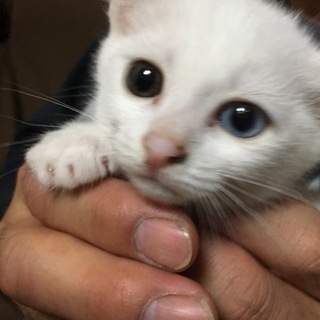 ありがとうございます。てんちゃん