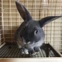 【期間延長】ミニうさぎ♂