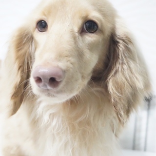 Mダックス 仮名☆咲菜（えな）♀ 推定6歳前後