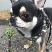 みちまる