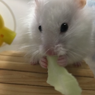 ゴルハム白ハム長毛男の子