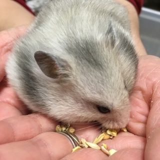 ゴルハム長毛女の子