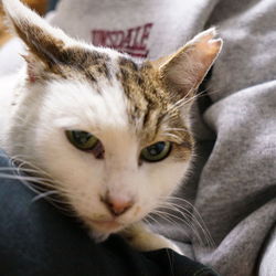 テンちゃん　正式譲渡！