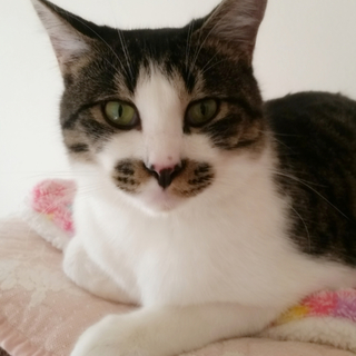 【一時受付中止】落ち着いた性格のチュッチュ君