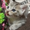 一旦締め切り、保護子猫里親募集 サムネイル2