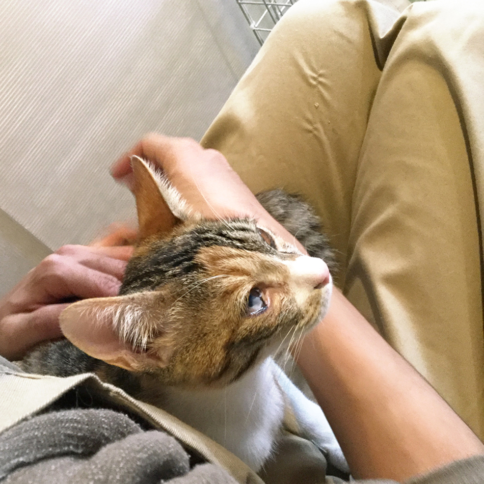 ミソラのカバー写真