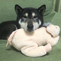 梅