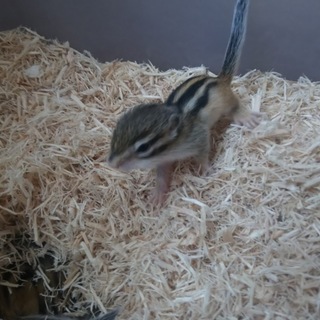 シマリスの里親募集します