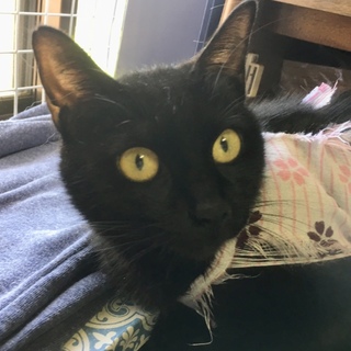 ありがとうございます。黒猫まりちゃん