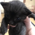 時間がありません子猫ちゃんを助けて下さい