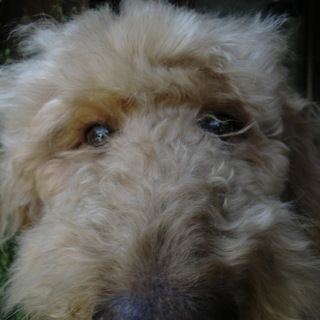 スタンダードプードル女の子