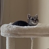 全盲でもキャットタワーで遊べます^_^