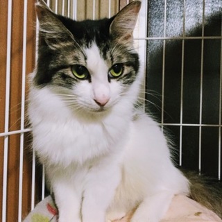 ノルウェージャンのMIX。とても品のある猫です。