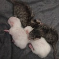 令和元年1日生まれの子猫