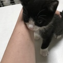 里親希望さんが決まりました。ありがとうございます