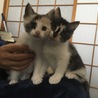 さくらとメイ