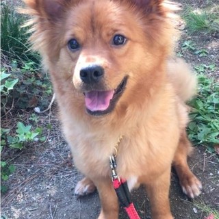 甘えん坊で陽気な賢いMIX犬♂１歳