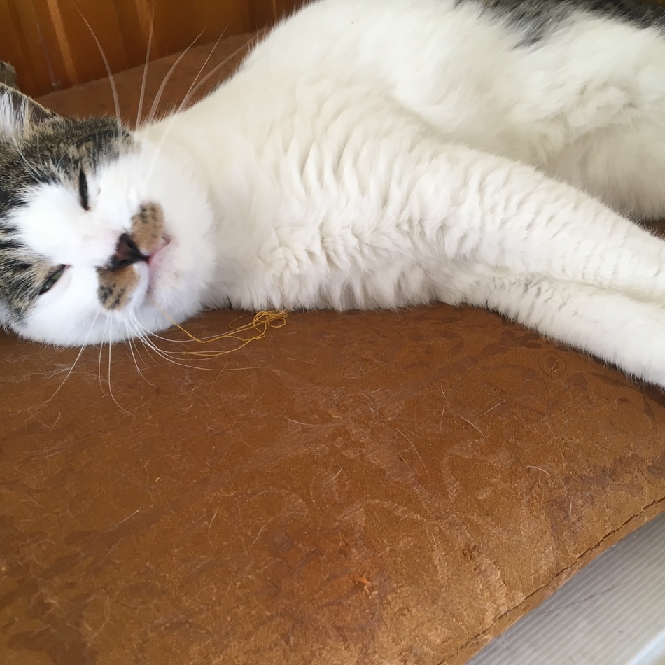 玉三朗(たまさぶろう)のカバー写真