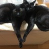 2019シンメトリー。やっぱりいつも一緒。