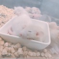 ファンシーラット 里親募集