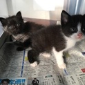 至急！子猫２匹 野良 生後２週間ほど 元気です