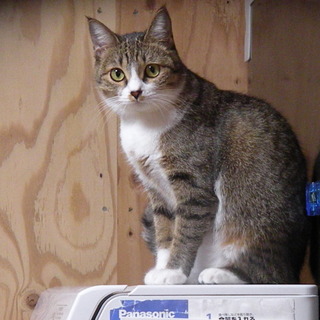 キュートな女の子