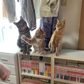 2歳の猫里親募集 