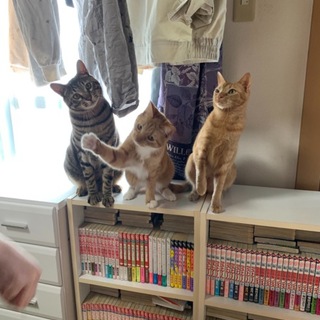 2歳の猫里親募集 