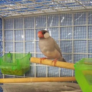 大阪より　シルバー文鳥　オス　募集します