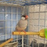 大阪より　シルバー文鳥　オス　募集します サムネイル2