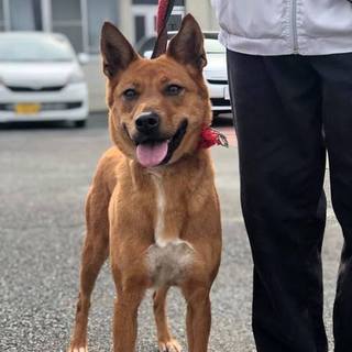 《急募》茶MIX 凛々しい♀2～5歳 