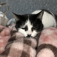チョコ