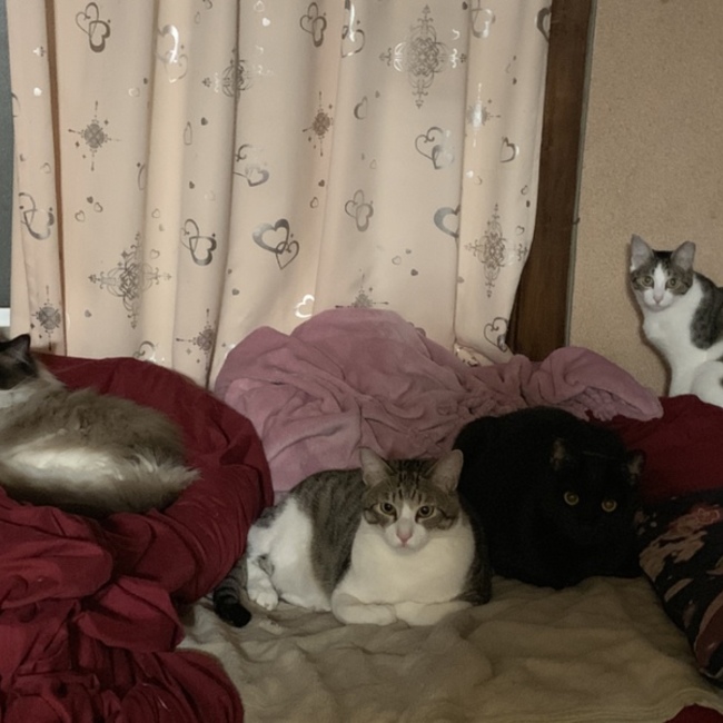 華武のカバー写真